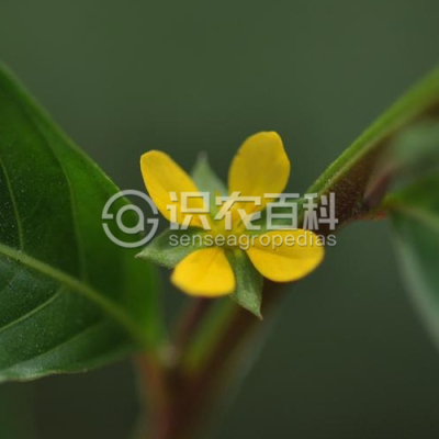 细花丁香蓼