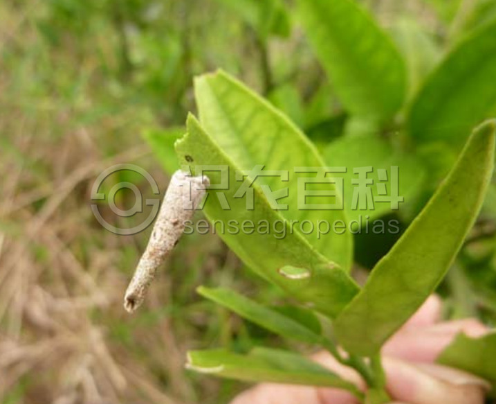 柑橘黄叶症状示例1
