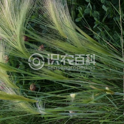 芒颖大麦草