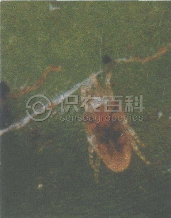 柑橘黄叶症状示例1