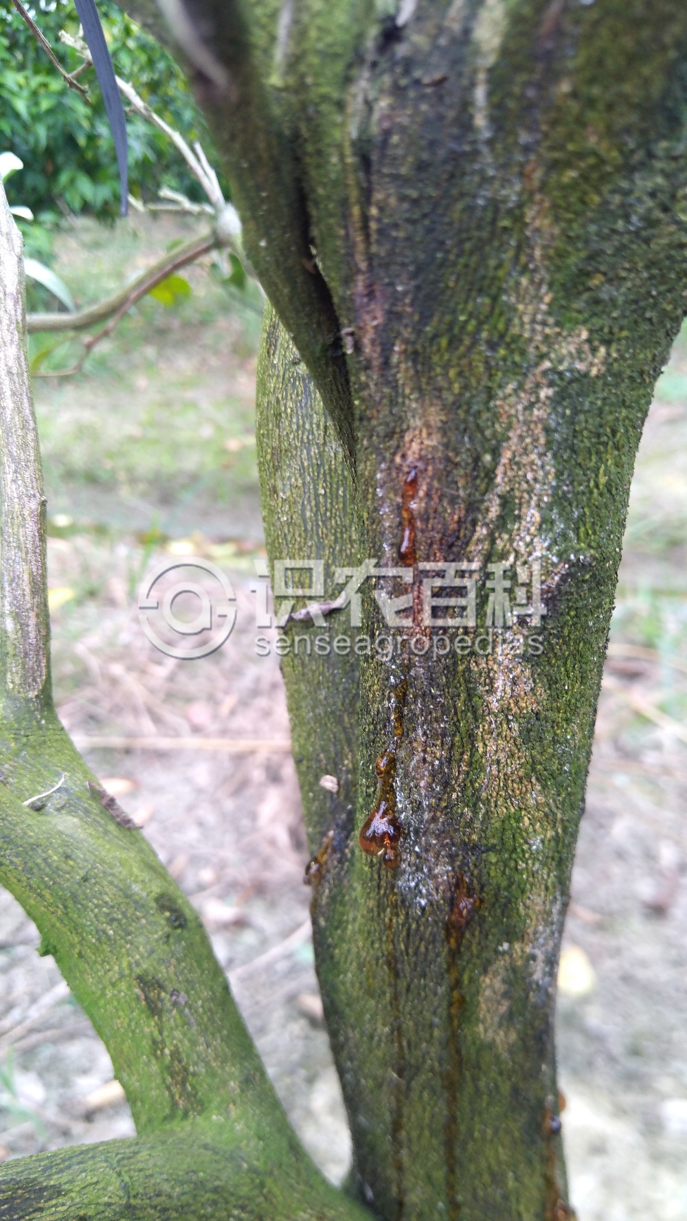 柑橘黄叶症状示例1