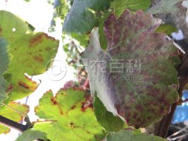 柑橘黄叶症状示例0