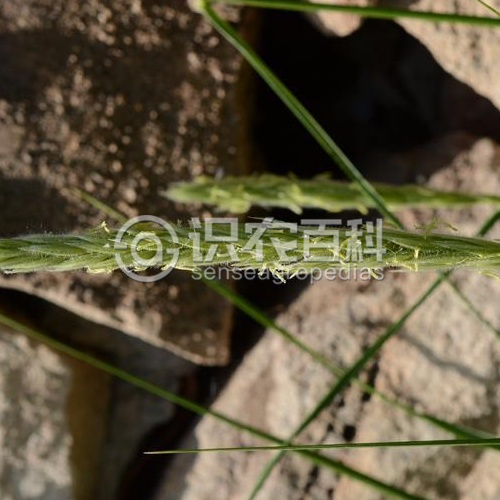 柑橘黄叶症状示例1