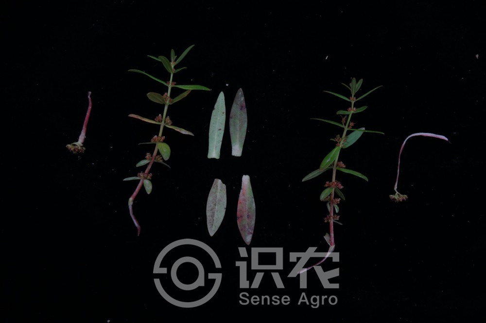 柑橘黄叶症状示例5