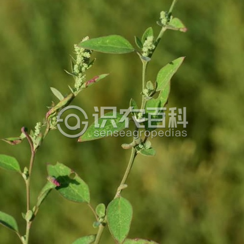 柑橘黄叶症状示例3