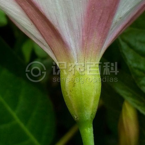 柑橘黄叶症状示例3