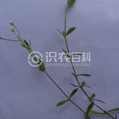 雀舌草