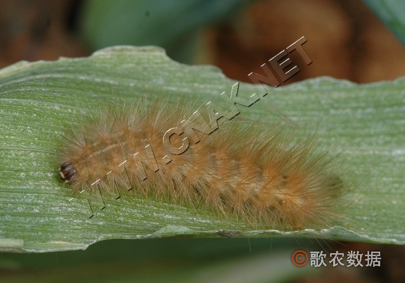 柑橘黄叶症状示例3