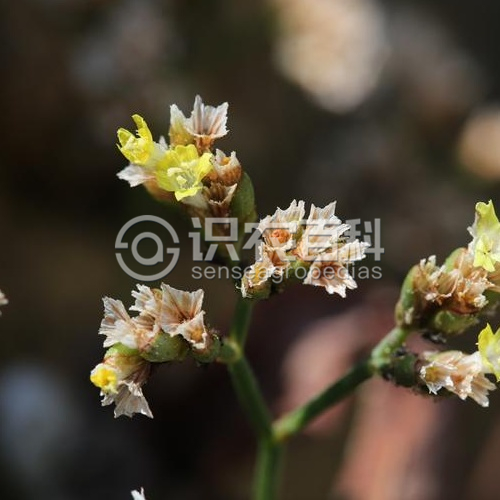 柑橘黄叶症状示例2