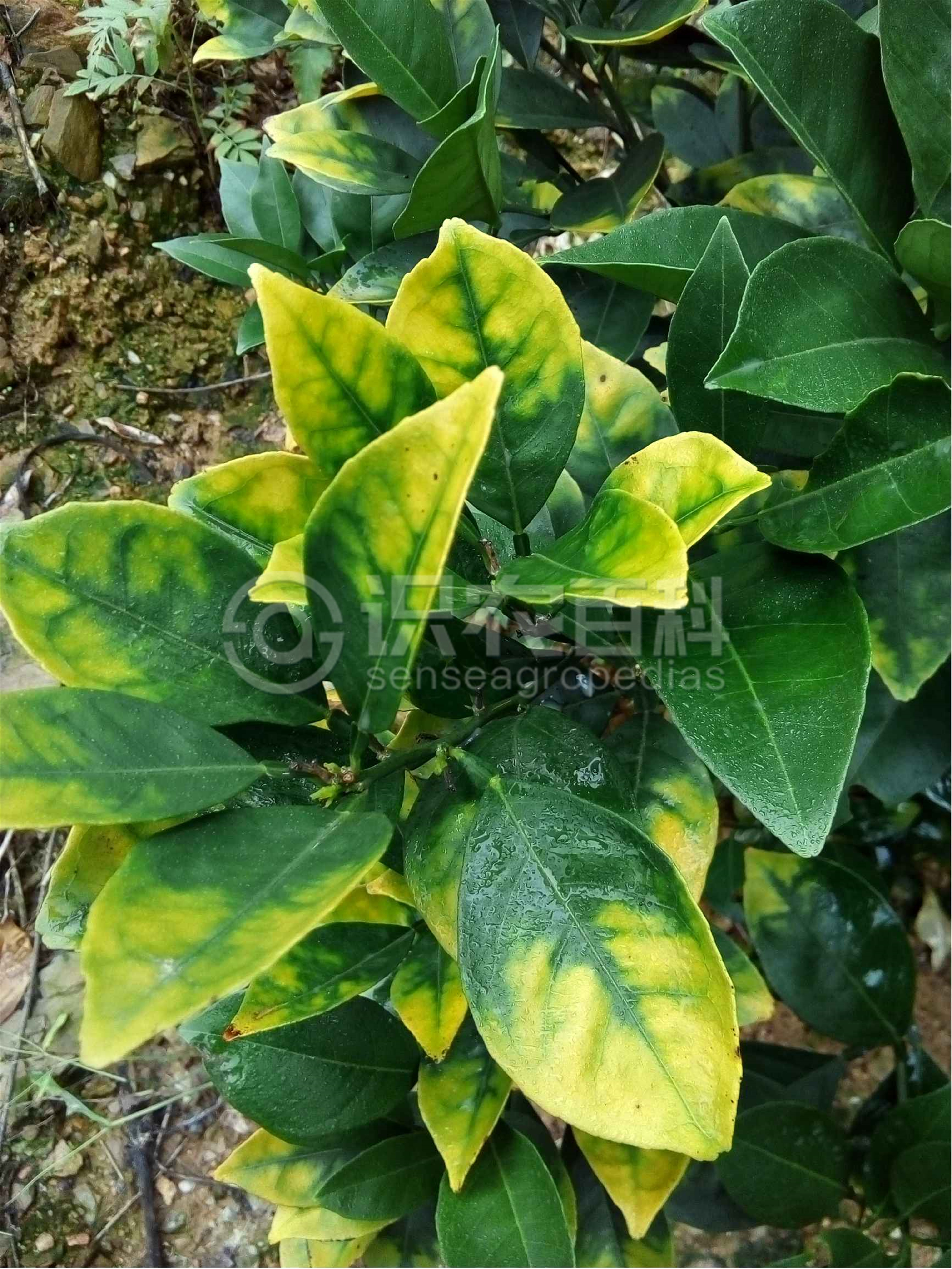 柑橘黄叶症状示例1