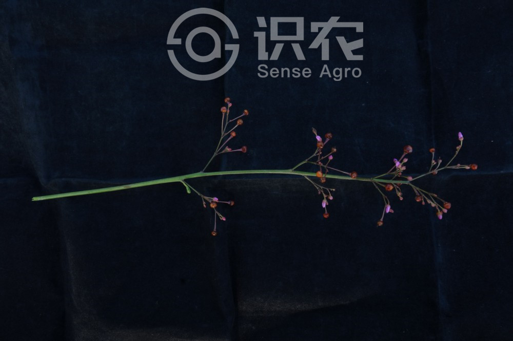 柑橘黄叶症状示例4