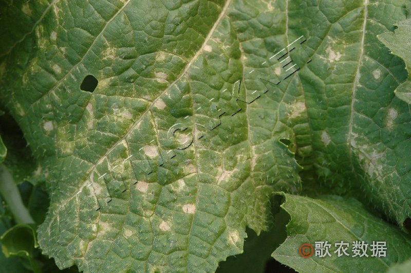 柑橘黄叶症状示例0