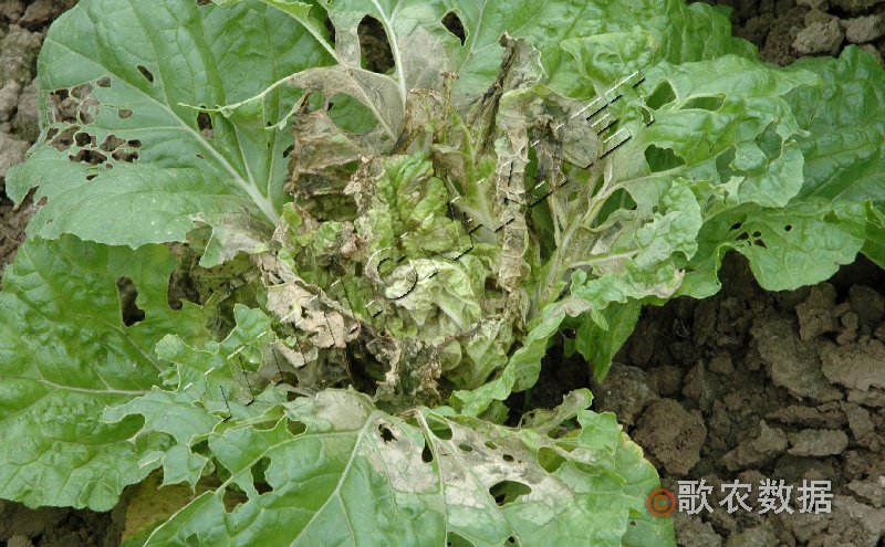 柑橘黄叶症状示例1