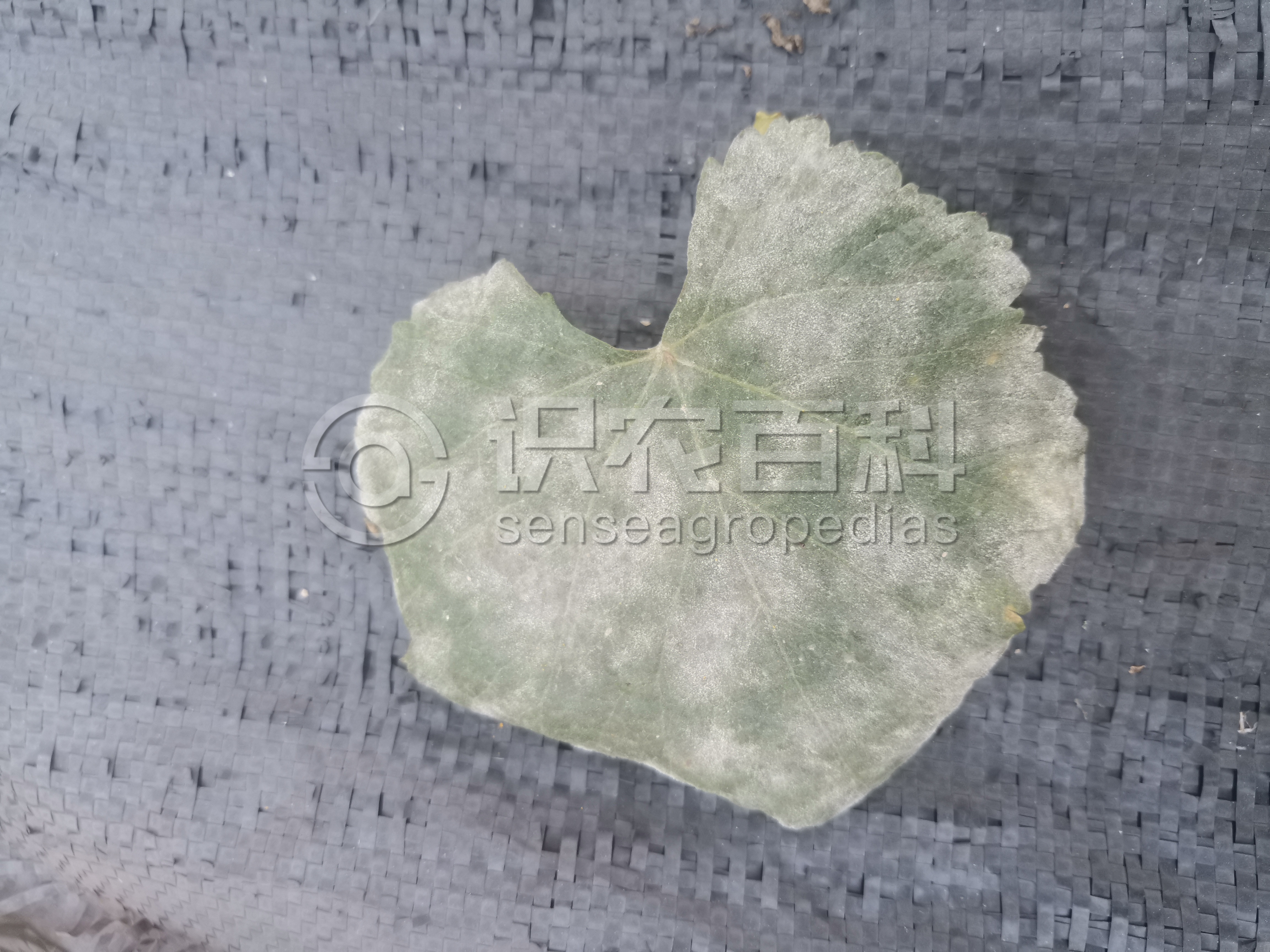 柑橘黄叶症状示例2