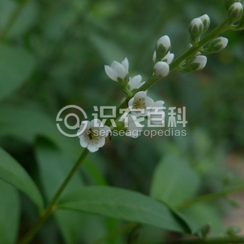 柑橘黄叶症状示例1
