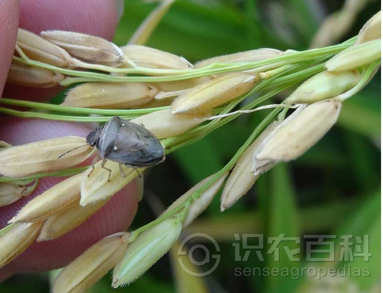 柑橘黄叶症状示例3