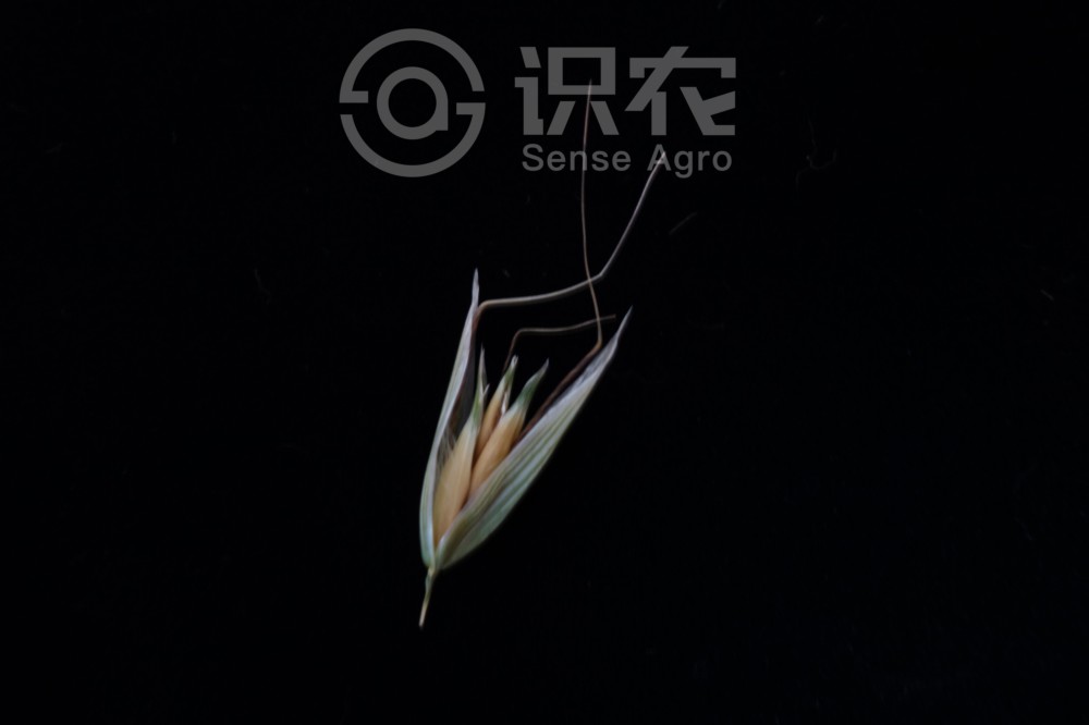 柑橘黄叶症状示例5