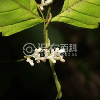 啤酒花菟丝子