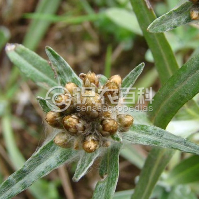 细叶鼠麴草