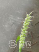 柑橘黄叶症状示例0
