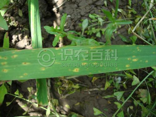 柑橘黄叶症状示例3