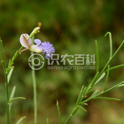 远志