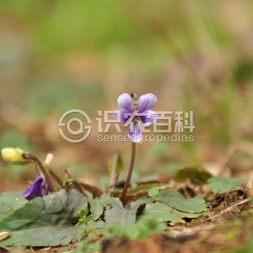 柑橘黄叶症状示例3