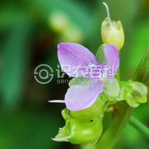 柑橘黄叶症状示例1