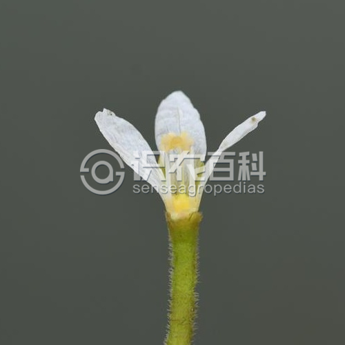 柑橘黄叶症状示例4