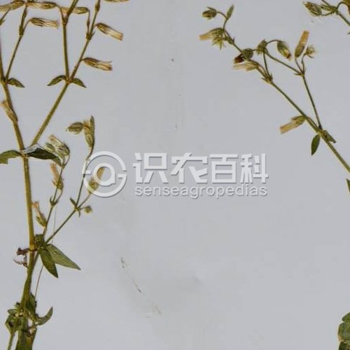柑橘黄叶症状示例1
