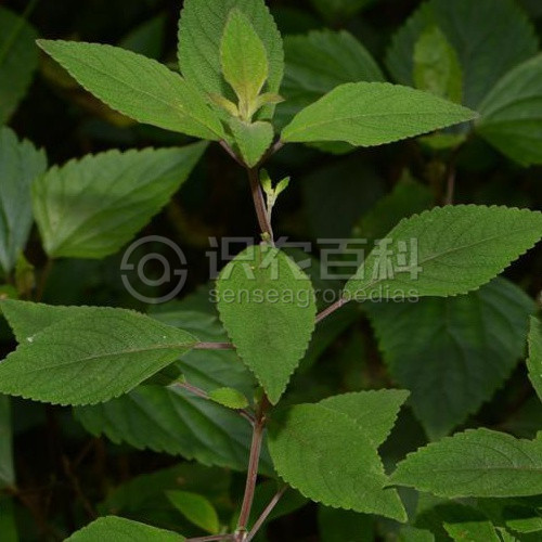 柑橘黄叶症状示例5