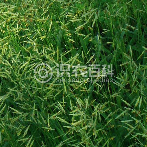 柑橘黄叶症状示例3