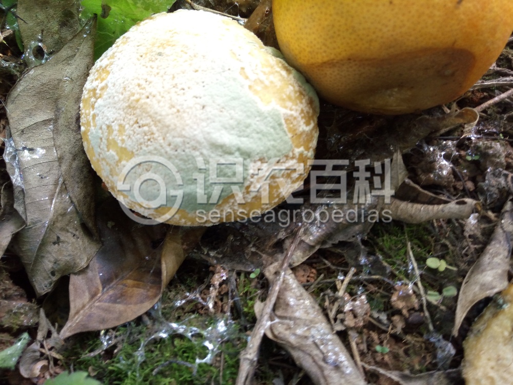 柑橘黄叶症状示例3