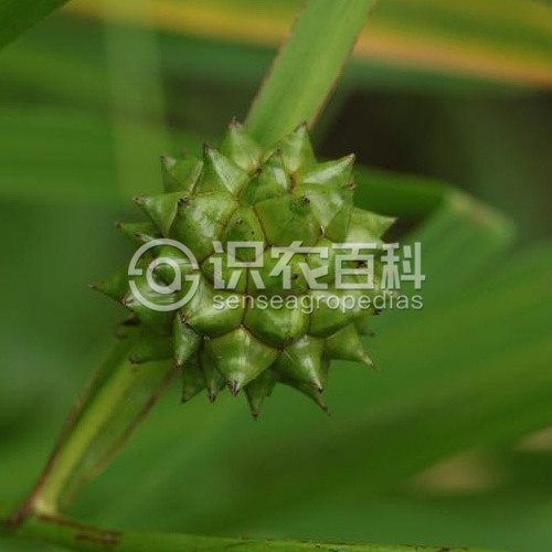 柑橘黄叶症状示例1