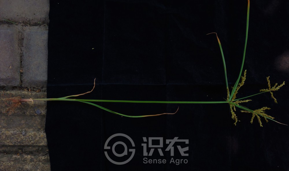 柑橘黄叶症状示例1