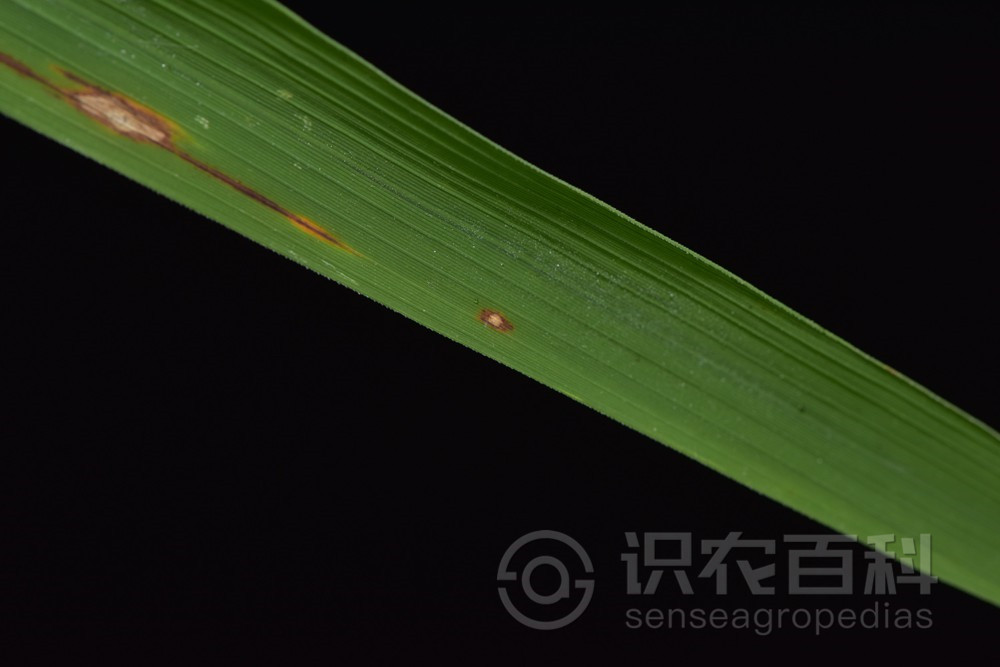 柑橘黄叶症状示例4