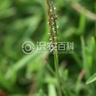 假俭草