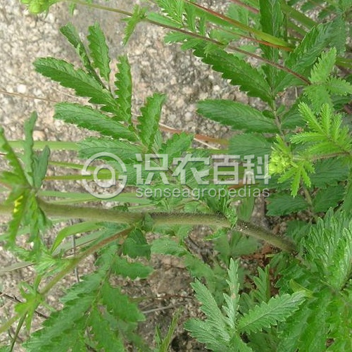 柑橘黄叶症状示例3