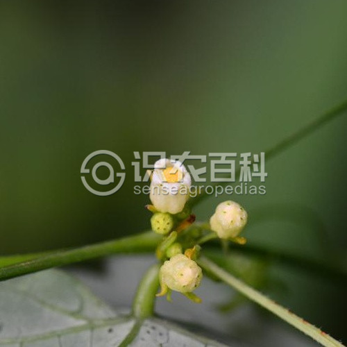 柑橘黄叶症状示例2