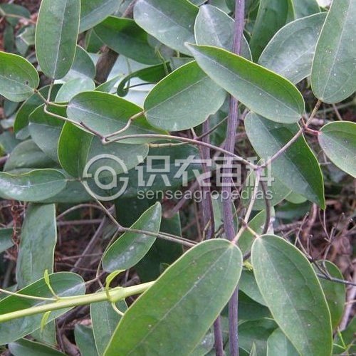 柑橘黄叶症状示例1