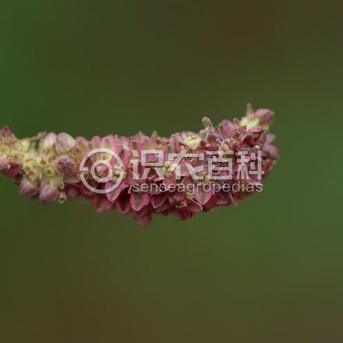 柑橘黄叶症状示例1