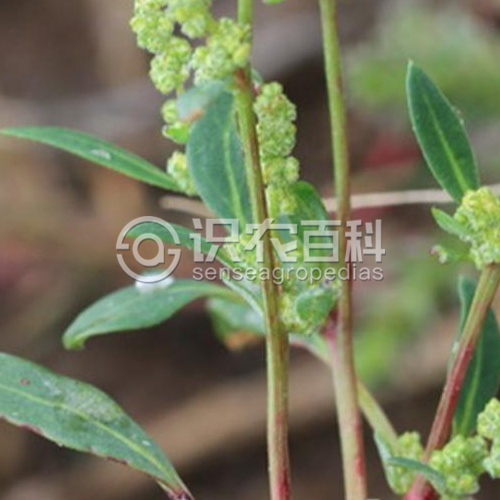 柑橘黄叶症状示例2