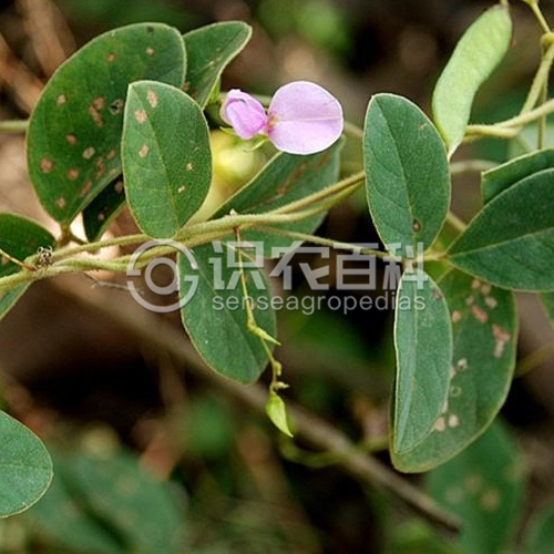 柑橘黄叶症状示例2