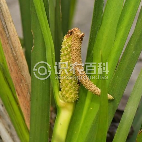 柑橘黄叶症状示例1