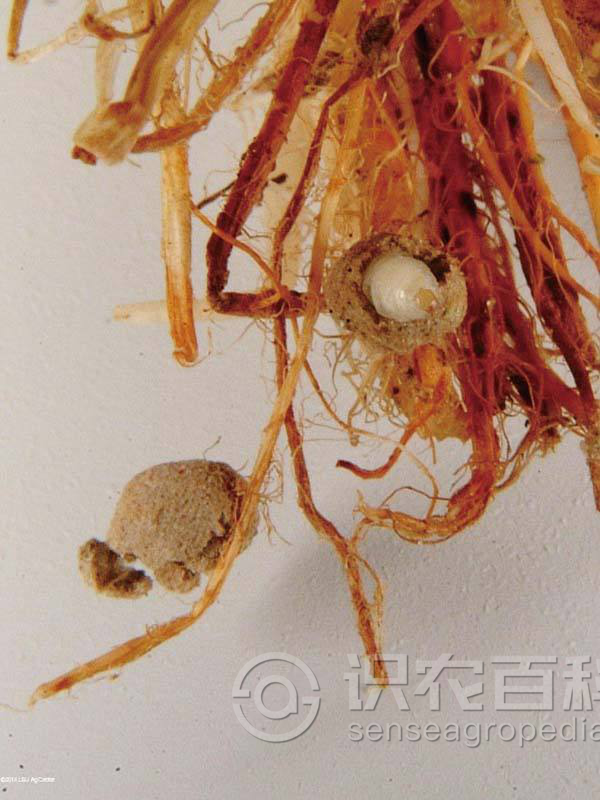 柑橘黄叶症状示例4
