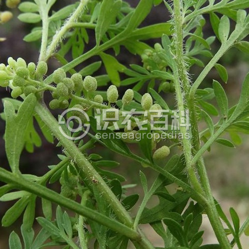柑橘黄叶症状示例2