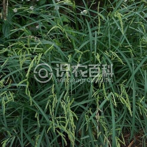 柑橘黄叶症状示例3