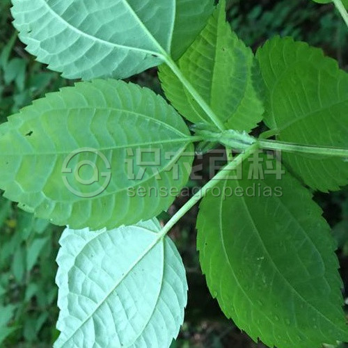 柑橘黄叶症状示例3