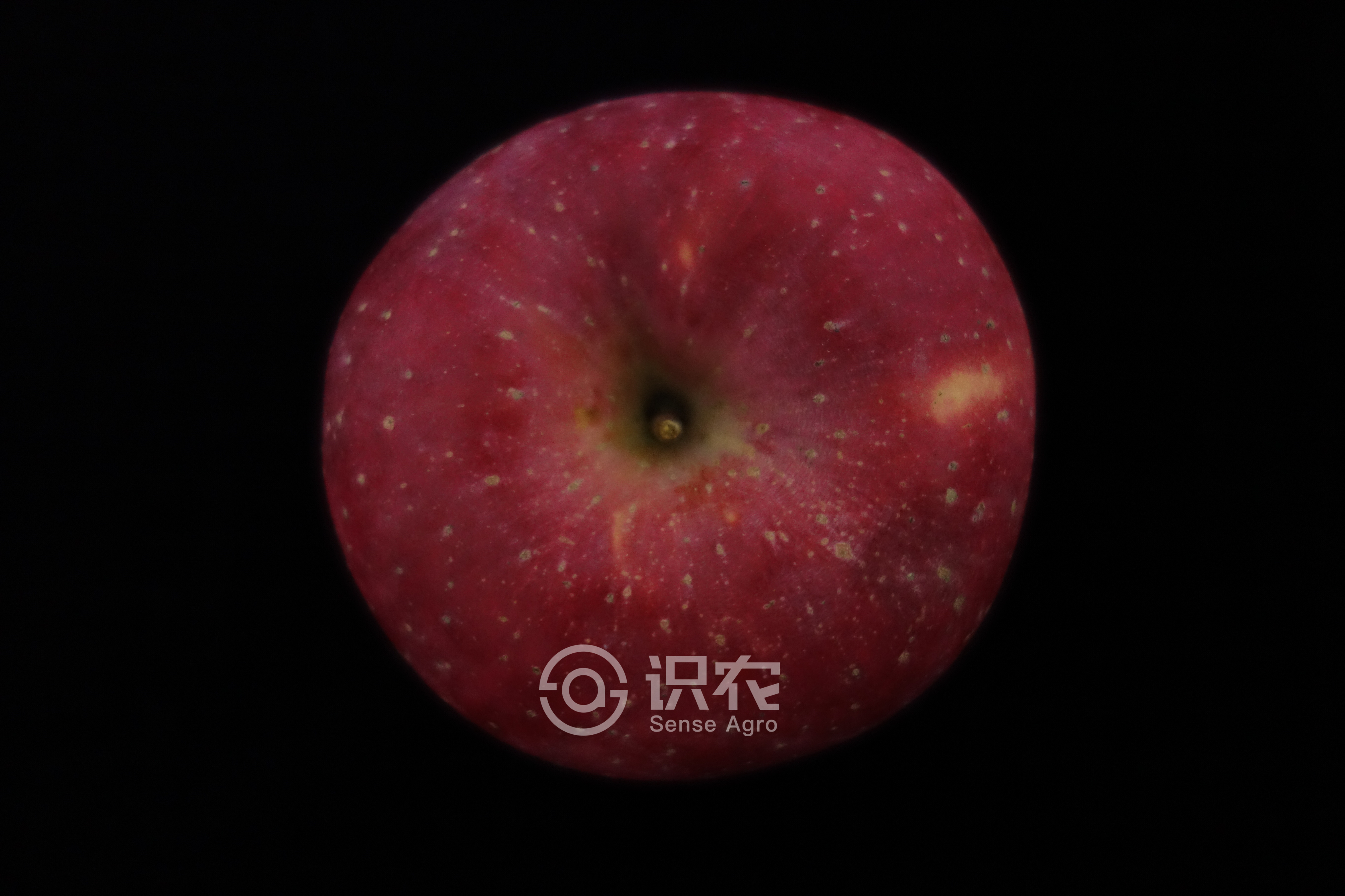 柑橘黄叶症状示例1