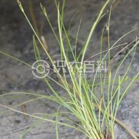 柑橘黄叶症状示例0